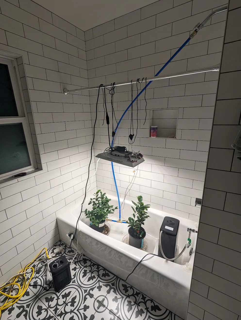 Growing an orange tree in my bathtub